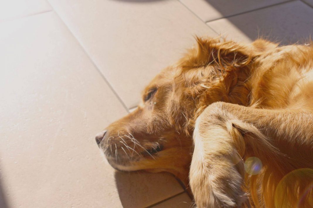 dog asleep on floor