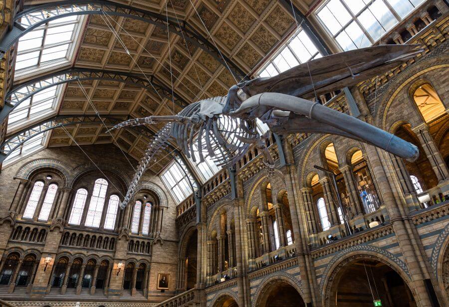A Londoners Guide on How to Spend a Day in London 5 blue whale in the Natural history museum